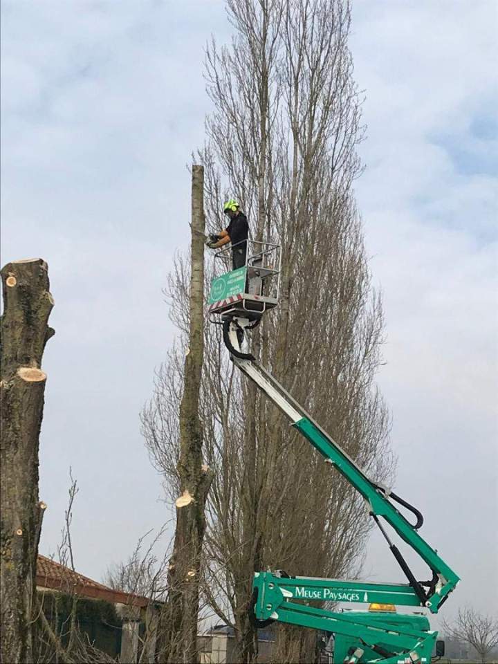 Un élagage et un abattage sanitaire et sécuritaire